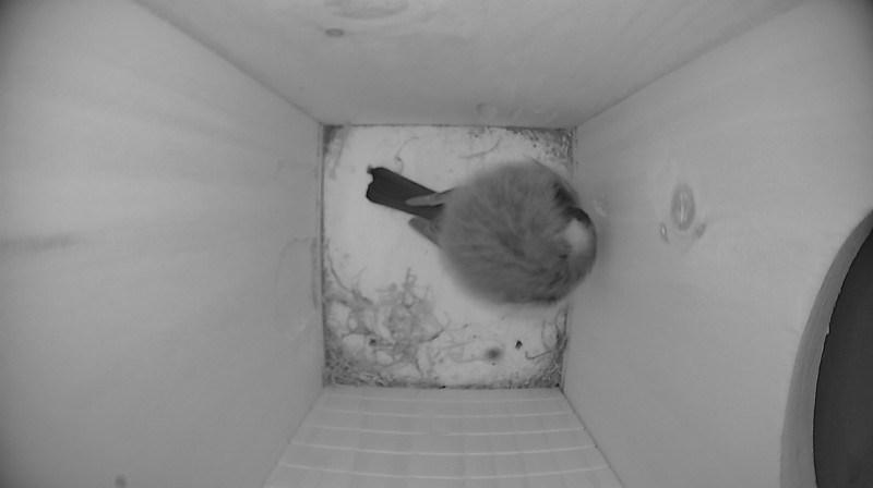 Nestbox image
