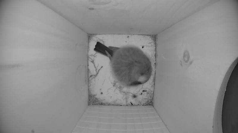 Latest nestbox image