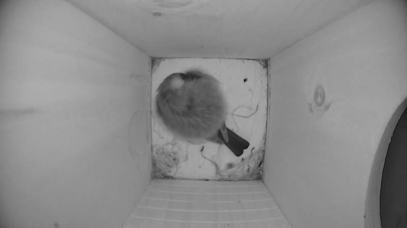 Nestbox image