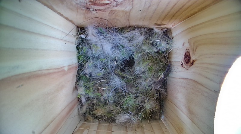 Nestbox image