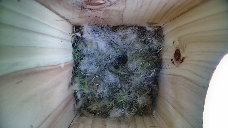 Nestbox image