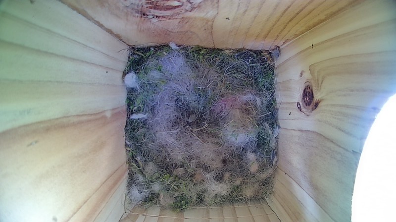 Latest nestbox image
