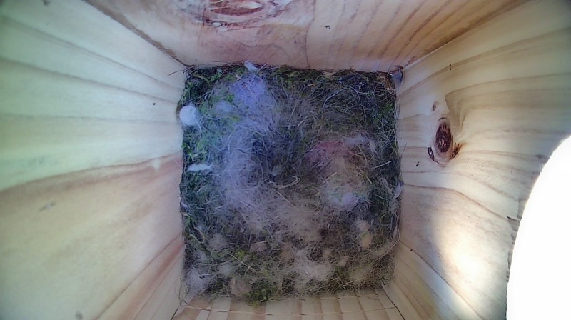 Nestbox image