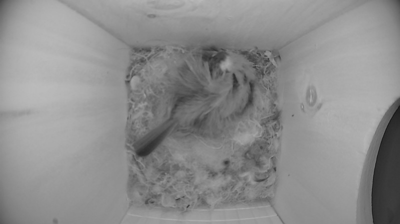 Nestbox image