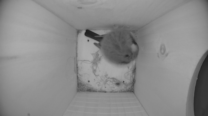 Nestbox image