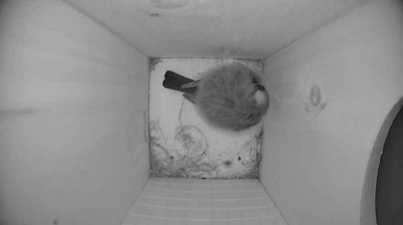 Nestbox image