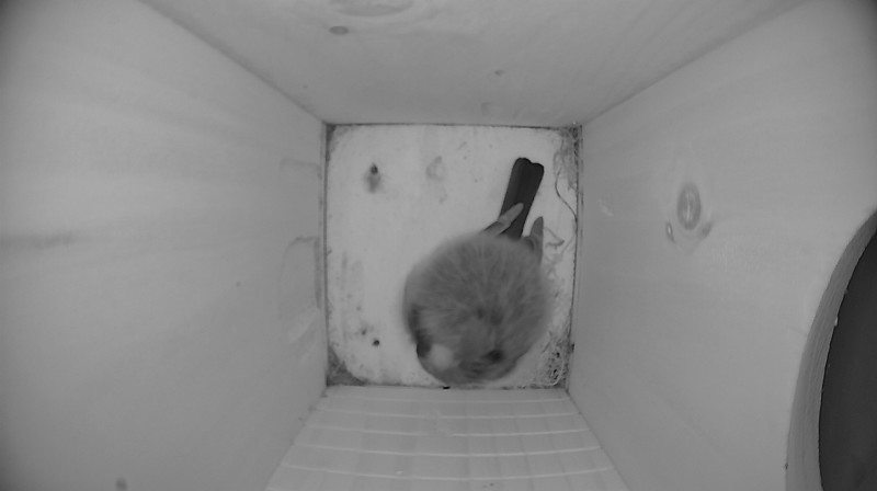 Nieuwste nestkast foto