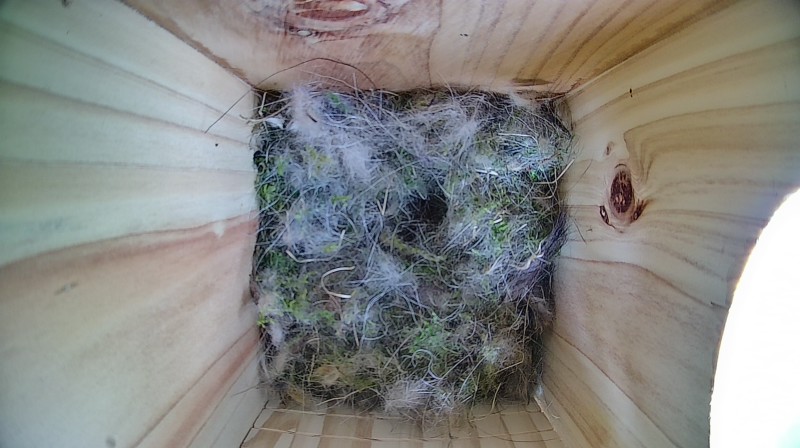 Nestbox image