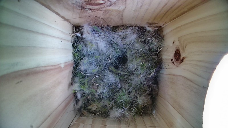 Nestbox image