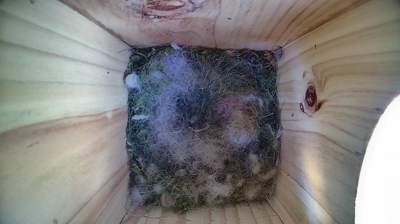 Nestbox image