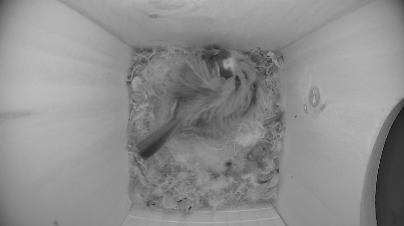 Nestbox image