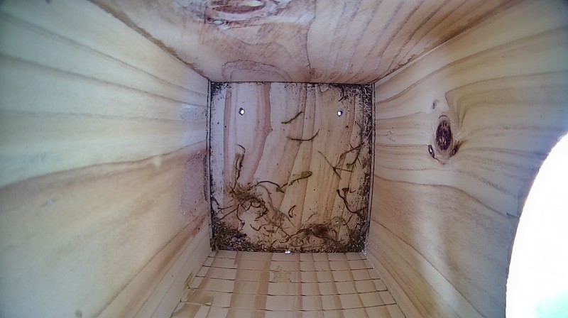 Latest nestbox image