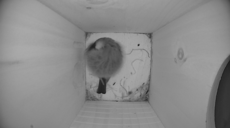 Nestbox image