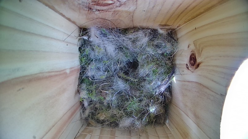 Nestbox image