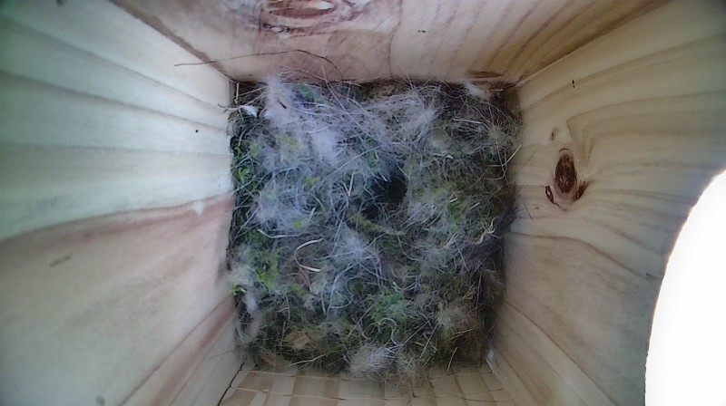 Nestbox image