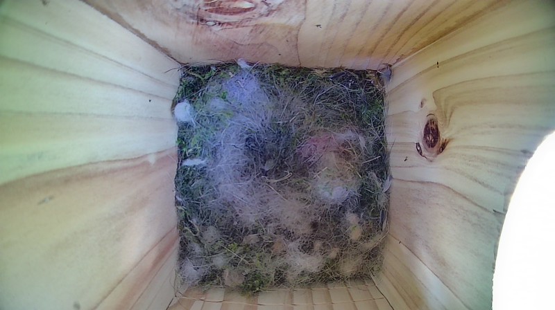 Latest nestbox image