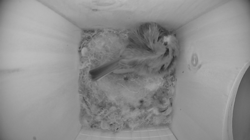 Nestbox image