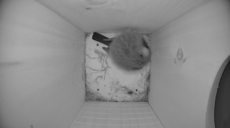 Nestbox image