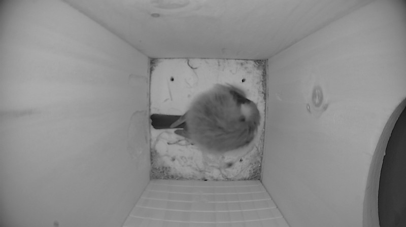 Latest nestbox image