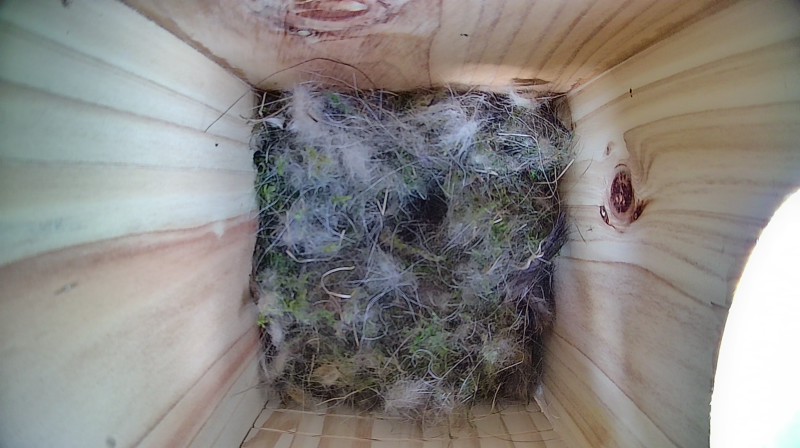 Nestbox image