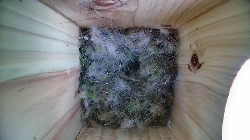Nestbox image