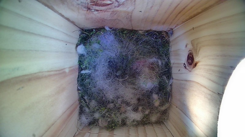 Nestbox image