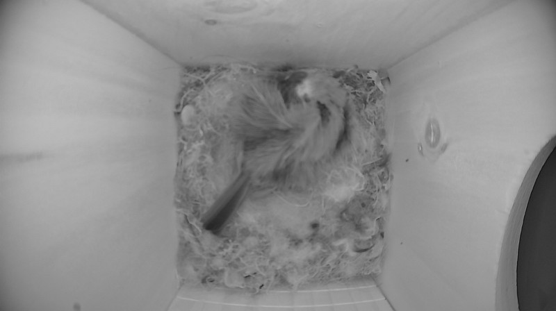 Nestbox image