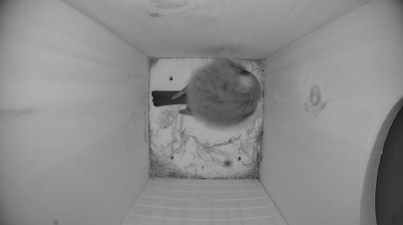 Nestbox image
