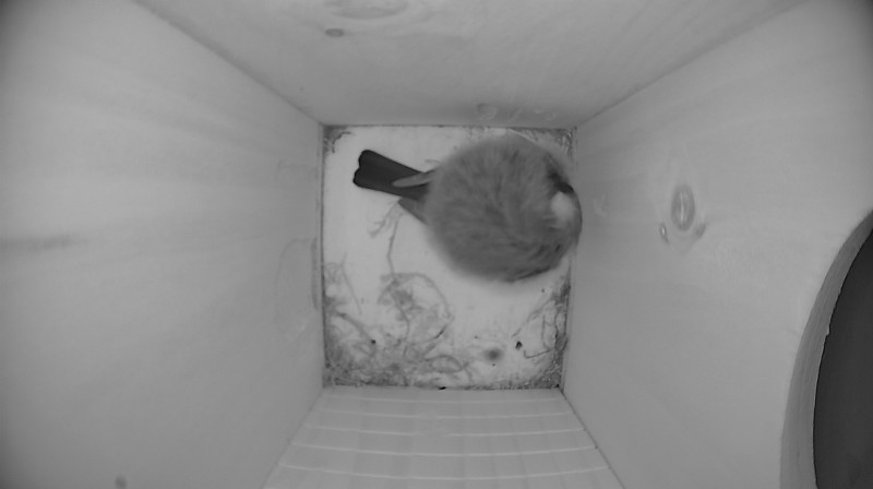 Nestbox image