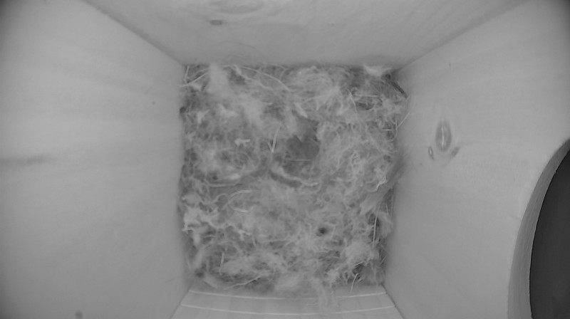 Latest nestbox image