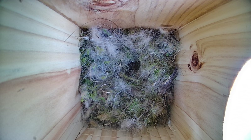 Nestbox image