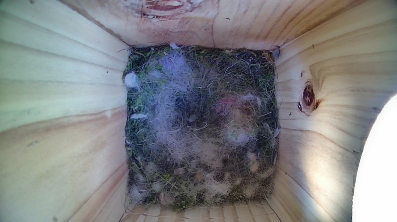 Nestbox image