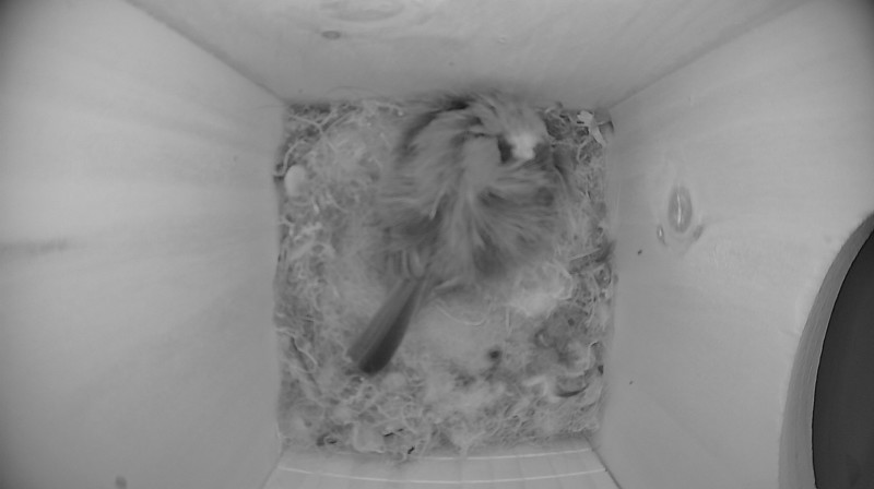 Nestbox image