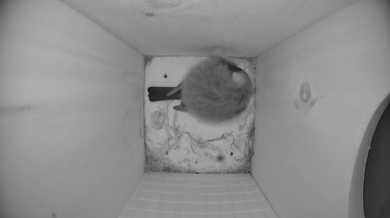 Nestbox image