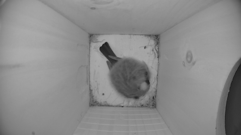 Nestbox image