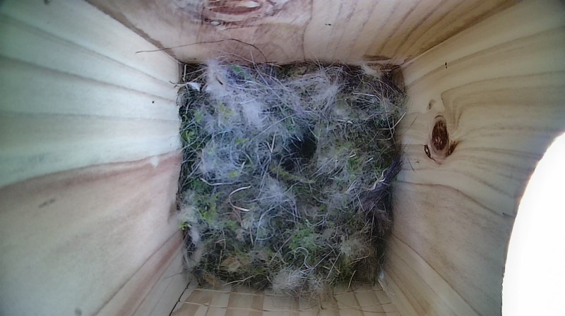 Nestbox image