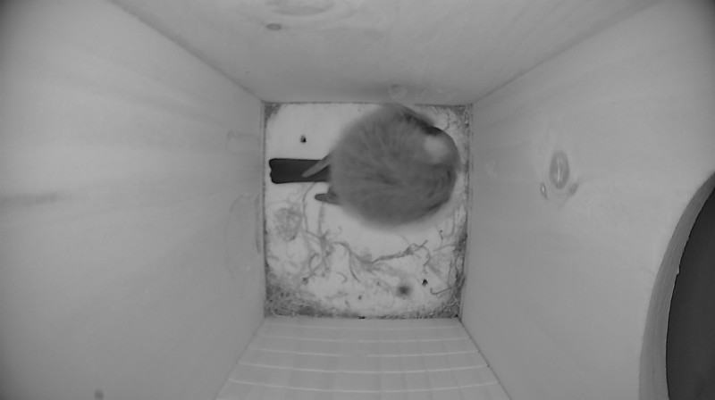 Nestbox image