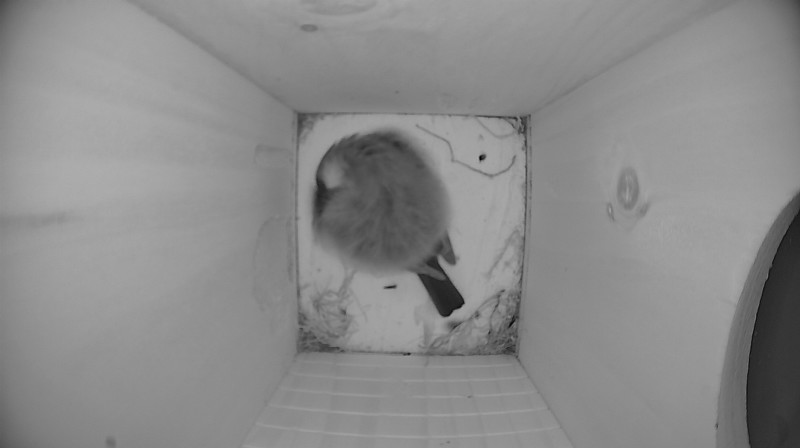 Nestbox image