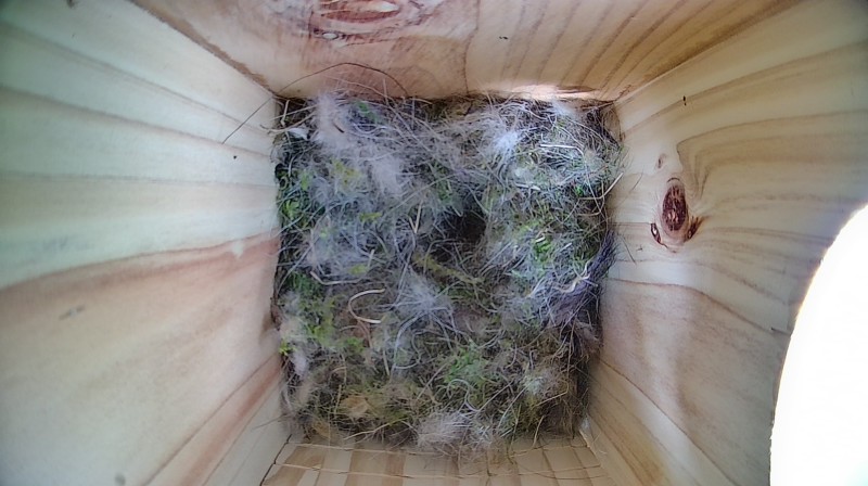 Nestbox image