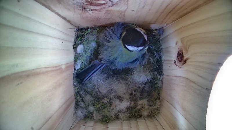 Nestbox image