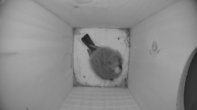 Nestbox image