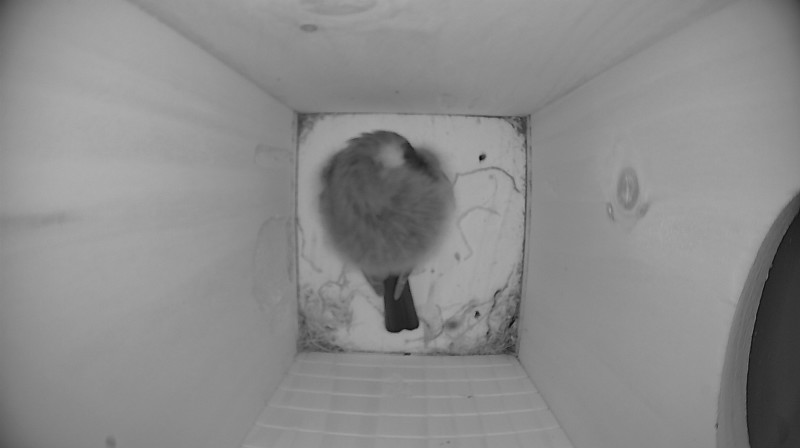Nestbox image