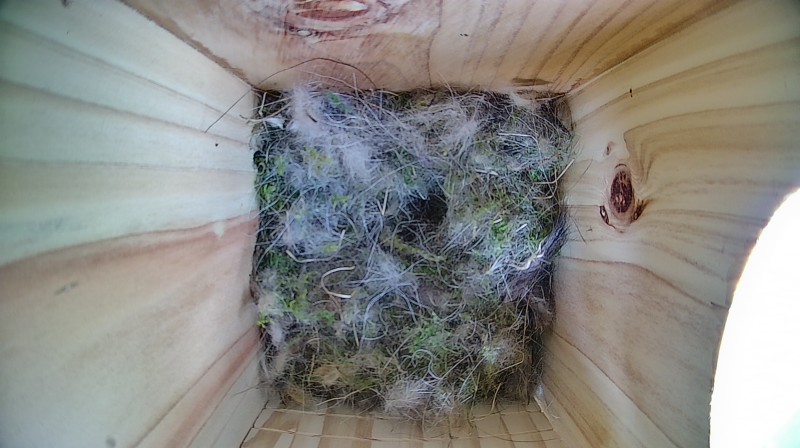 Nestbox image