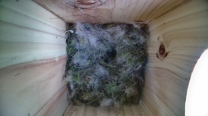 Nestbox image