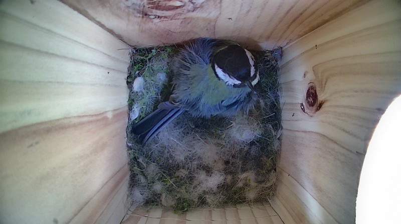 Nestbox image