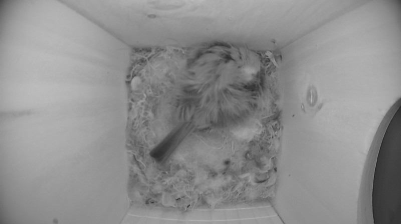 Latest nestbox image