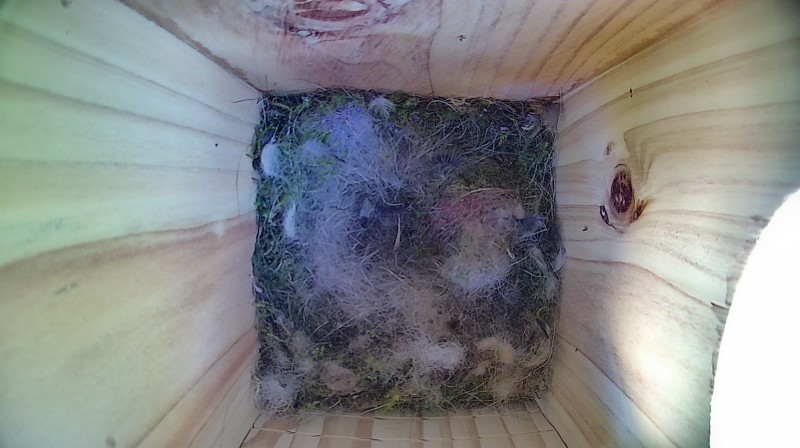 Latest nestbox image