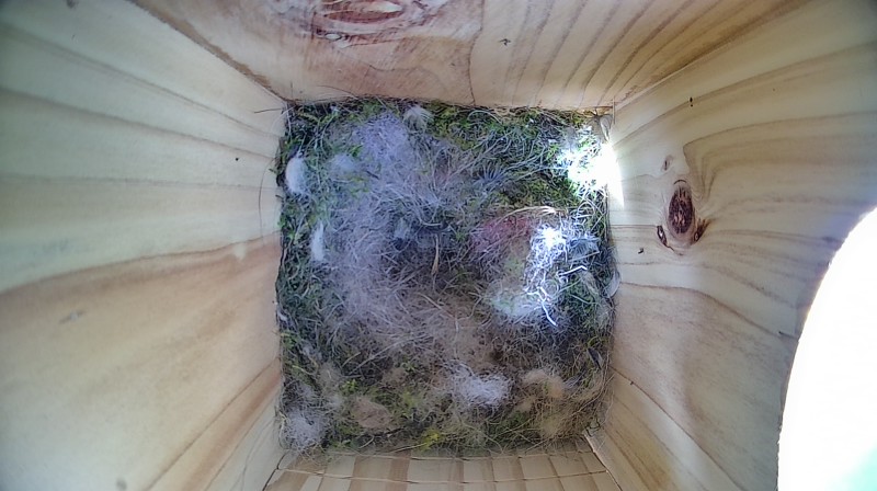 Latest nestbox image