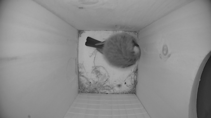 Nestbox image