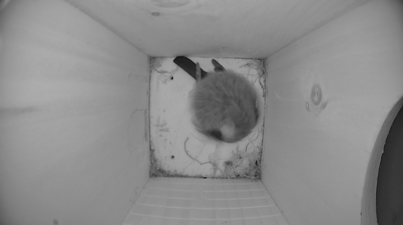 Nestbox image